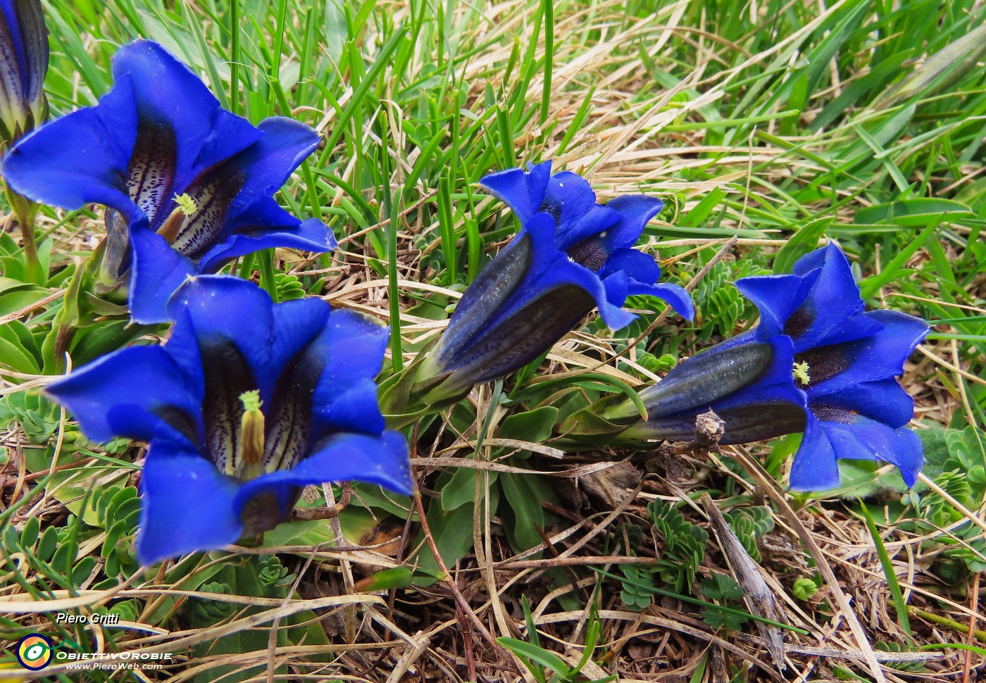 22 Gentiana clusii (Genziana di Clusius).JPG